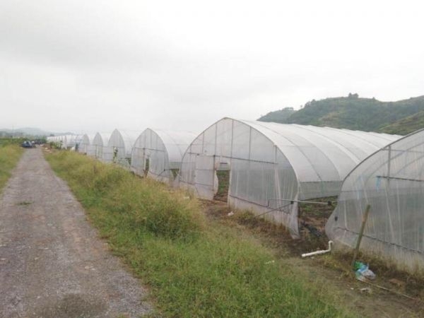 單體拱棚溫室